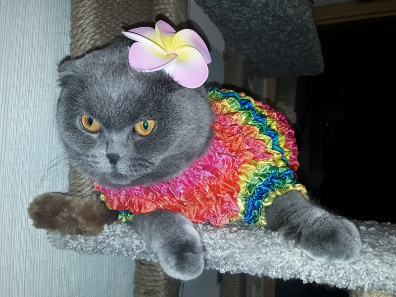 Кошки в нашей жизни. Кошки и все, что с ними связано.