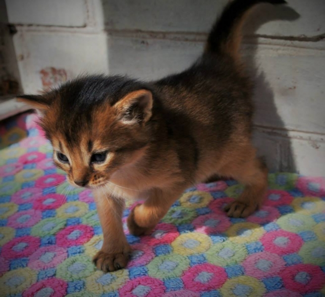 Кошки в нашей жизни. Кошки и все, что с ними связано.