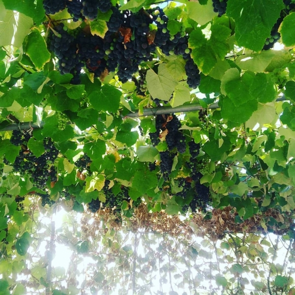 Балканский экспресс (Черногория + Сербия).Сентябрь 2017