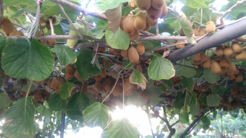 Балканский экспресс (Черногория + Сербия).Сентябрь 2017