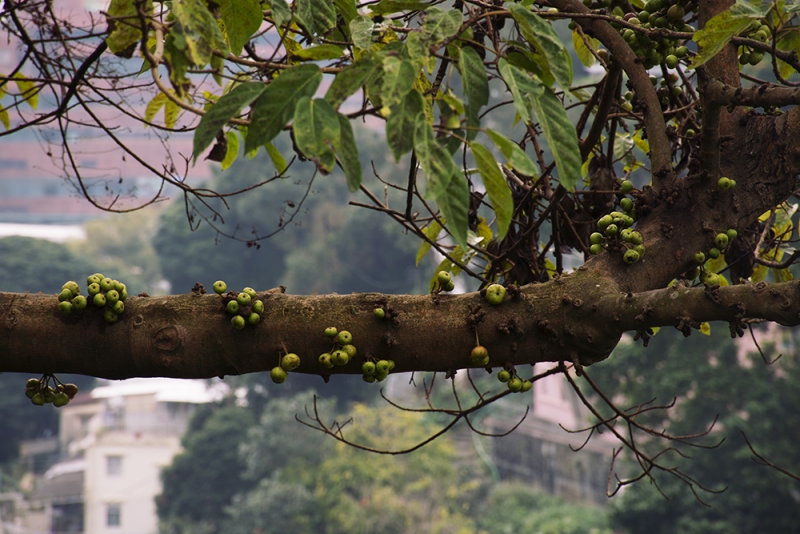 Путешествие в Гонконг