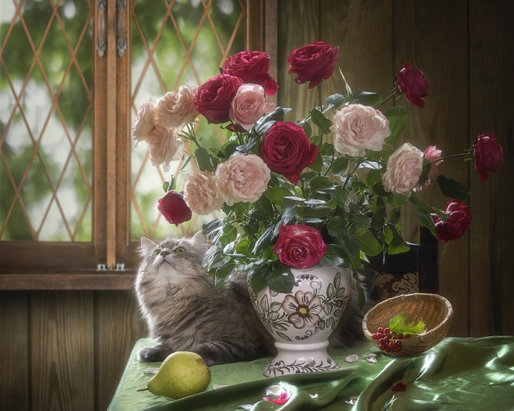 Кошки в нашей жизни. Кошки и все, что с ними связано.