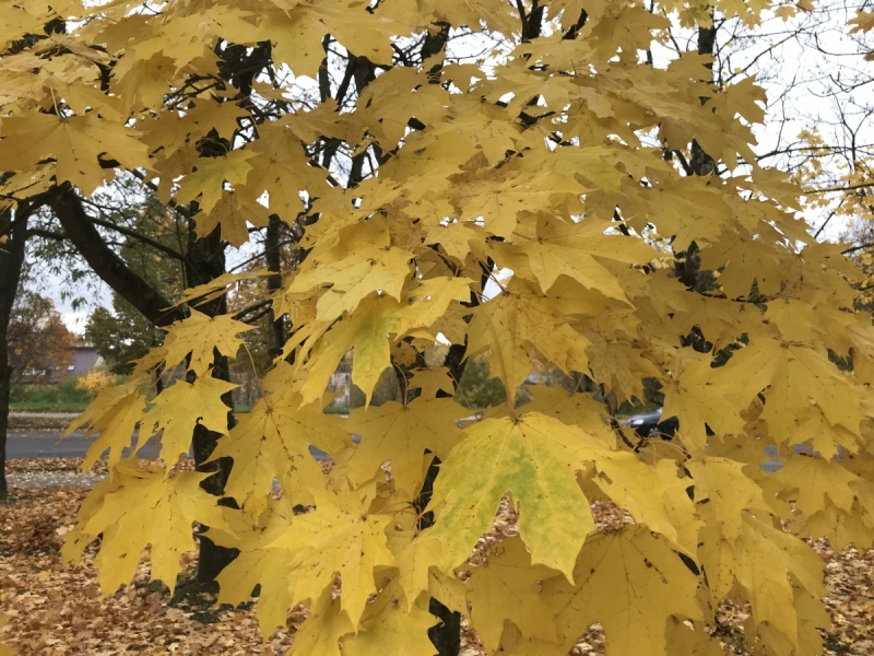 Калининград-Бирштонас-Вильнюс-Рига-Копенгаген: путешествие по южной Балтике.