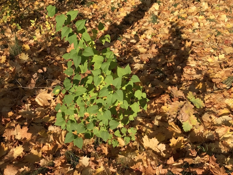 Калининград-Бирштонас-Вильнюс-Рига-Копенгаген: путешествие по южной Балтике.