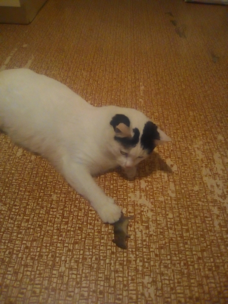 Кошки в нашей жизни. Кошки и все, что с ними связано.