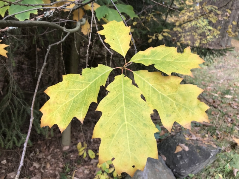 Калининград-Бирштонас-Вильнюс-Рига-Копенгаген: путешествие по южной Балтике.