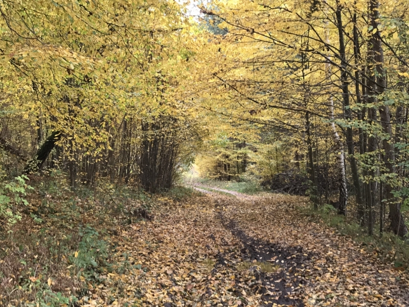 Калининград-Бирштонас-Вильнюс-Рига-Копенгаген: путешествие по южной Балтике.