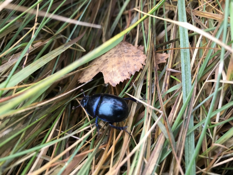 Калининград-Бирштонас-Вильнюс-Рига-Копенгаген: путешествие по южной Балтике.