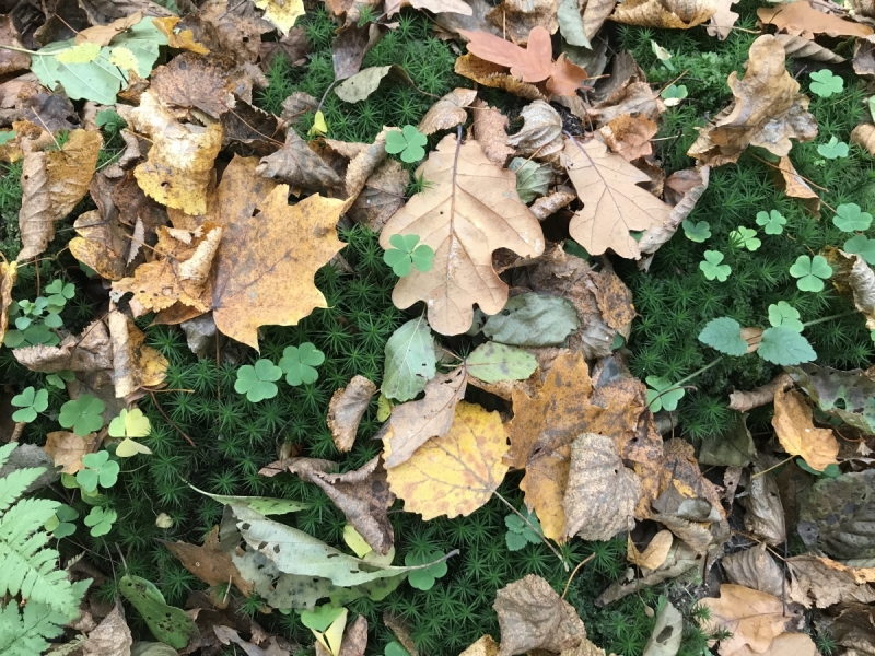 Калининград-Бирштонас-Вильнюс-Рига-Копенгаген: путешествие по южной Балтике.