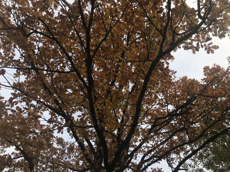 Калининград-Бирштонас-Вильнюс-Рига-Копенгаген: путешествие по южной Балтике.