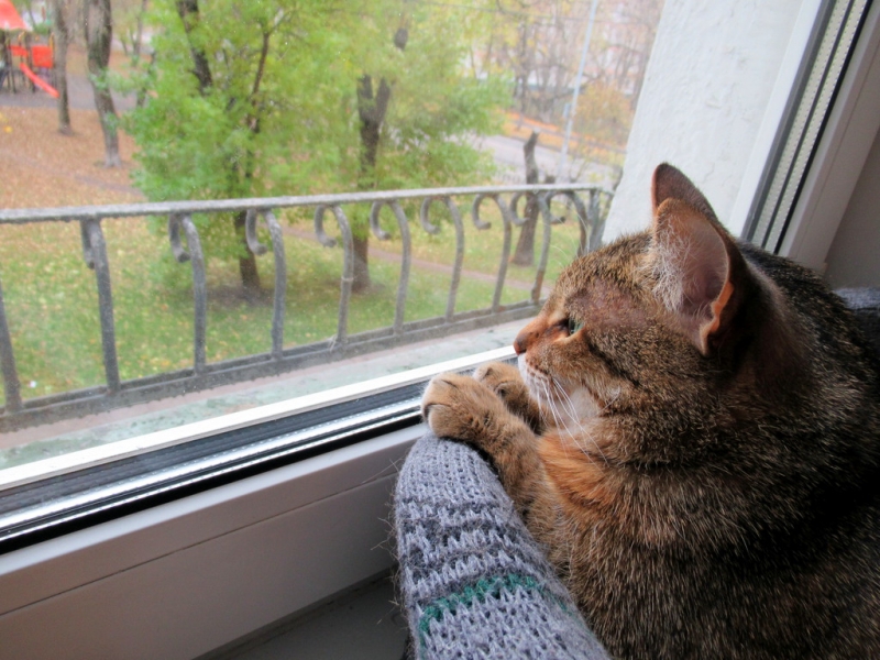 Кошки в нашей жизни. Кошки и все, что с ними связано.