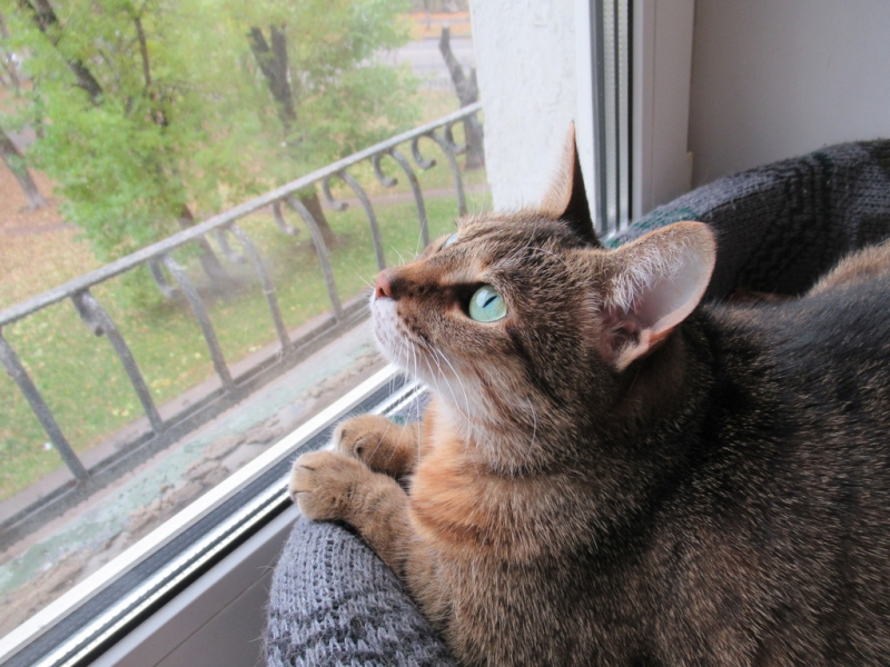 Кошки в нашей жизни. Кошки и все, что с ними связано.