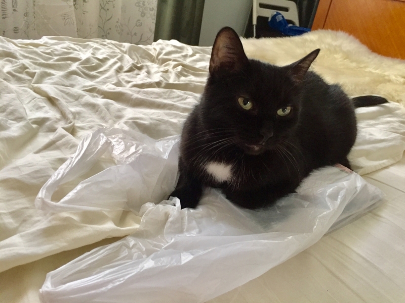 Кошки в нашей жизни. Кошки и все, что с ними связано.