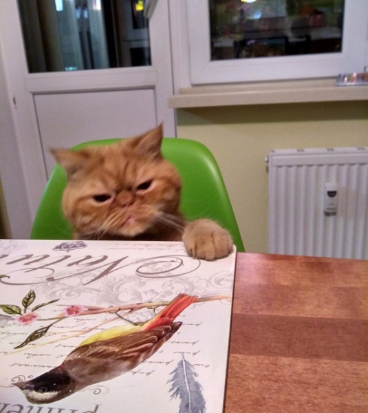 Кошки в нашей жизни. Кошки и все, что с ними связано.