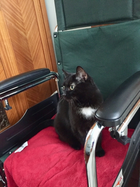 Кошки в нашей жизни. Кошки и все, что с ними связано.