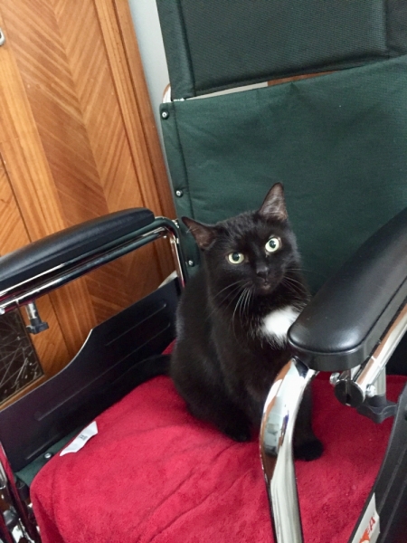 Кошки в нашей жизни. Кошки и все, что с ними связано.