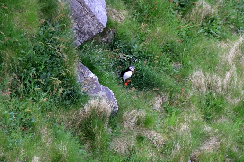 Там на неведомых дорожках...следы людей. Норвегия, регион фьордов, июнь 2017.