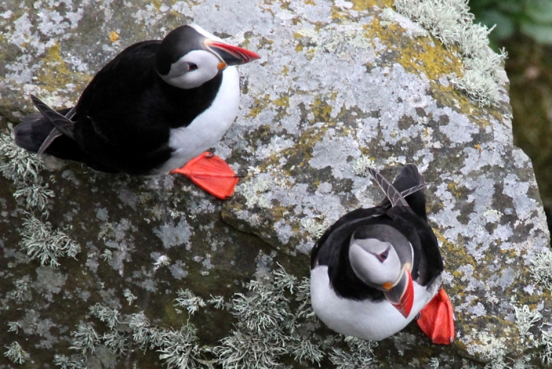 Там на неведомых дорожках...следы людей. Норвегия, регион фьордов, июнь 2017.