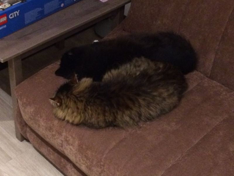 Кошки в нашей жизни. Кошки и все, что с ними связано.