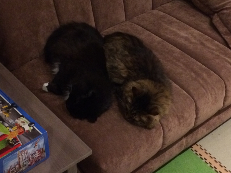 Кошки в нашей жизни. Кошки и все, что с ними связано.