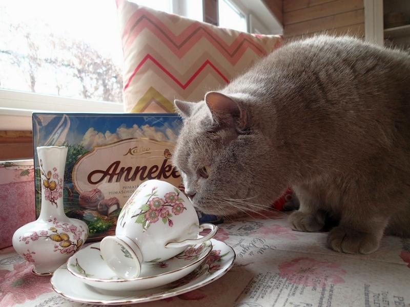 Кошки в нашей жизни. Кошки и все, что с ними связано.