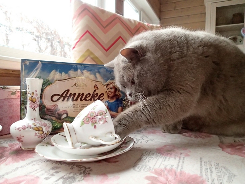 Кошки в нашей жизни. Кошки и все, что с ними связано.