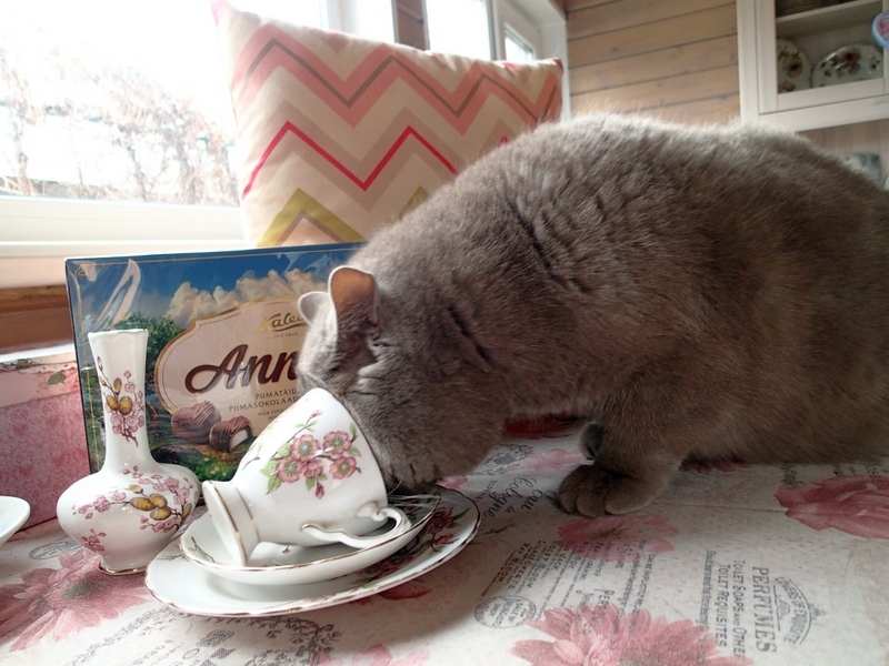 Кошки в нашей жизни. Кошки и все, что с ними связано.
