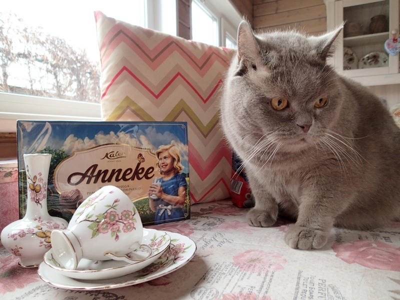 Кошки в нашей жизни. Кошки и все, что с ними связано.