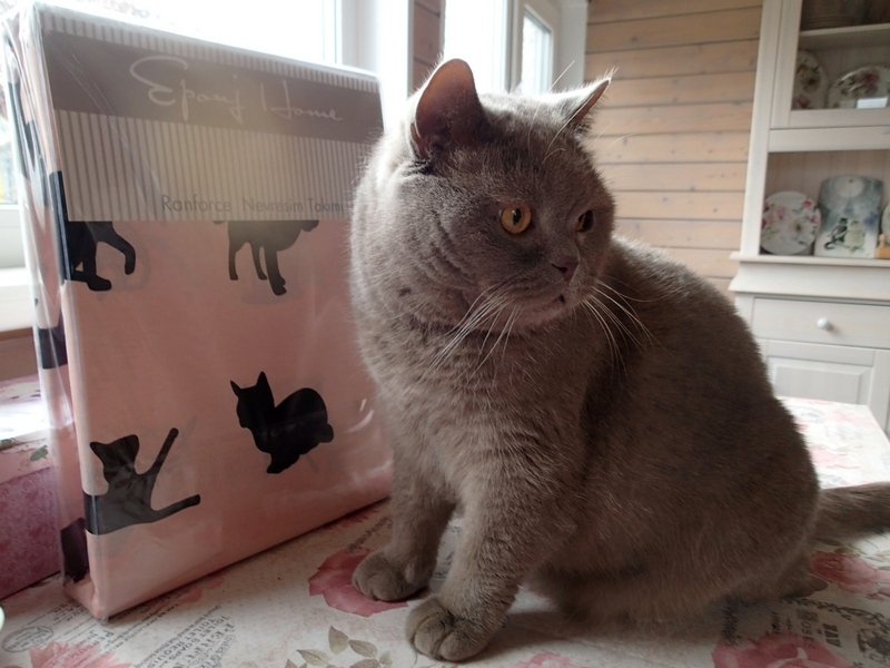 Кошки в нашей жизни. Кошки и все, что с ними связано.