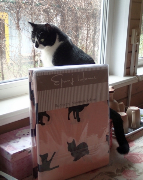 Кошки в нашей жизни. Кошки и все, что с ними связано.