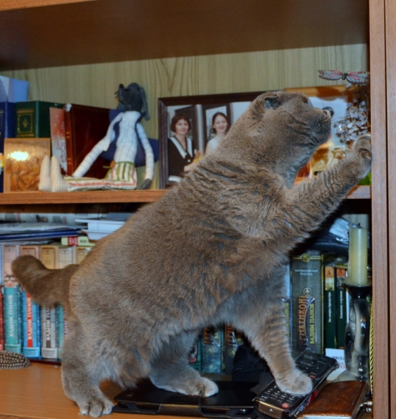 Кошки в нашей жизни. Кошки и все, что с ними связано.