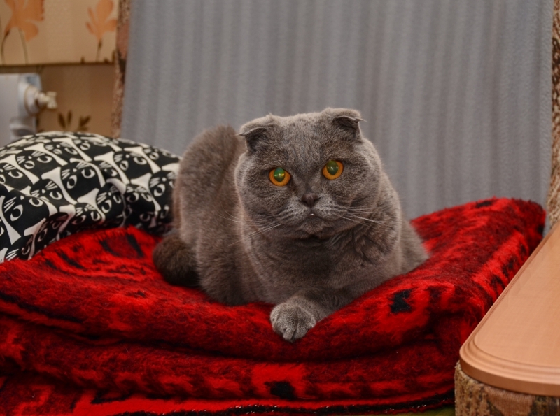 Кошки в нашей жизни. Кошки и все, что с ними связано.