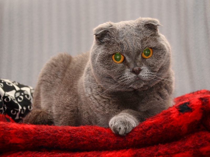 Кошки в нашей жизни. Кошки и все, что с ними связано.