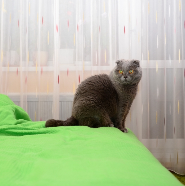 Кошки в нашей жизни. Кошки и все, что с ними связано.