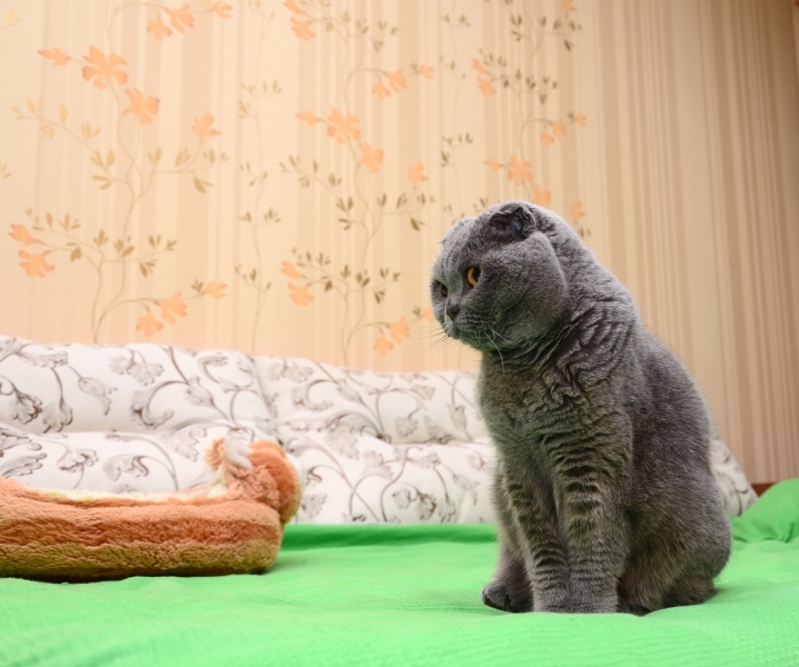 Кошки в нашей жизни. Кошки и все, что с ними связано.