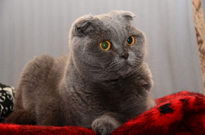 Кошки в нашей жизни. Кошки и все, что с ними связано.