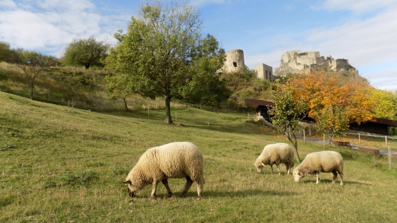 Братислава и города поблизости