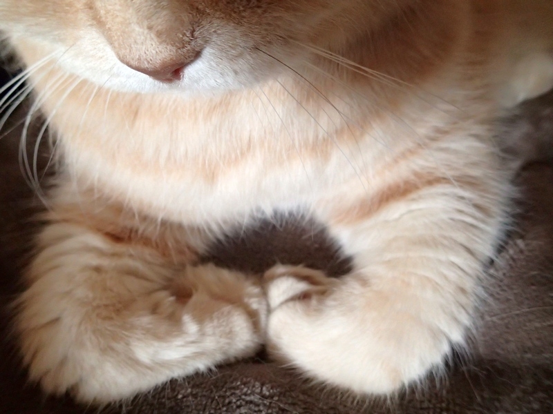 Кошки в нашей жизни. Кошки и все, что с ними связано.