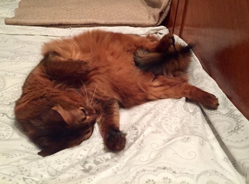 Кошки в нашей жизни. Кошки и все, что с ними связано.