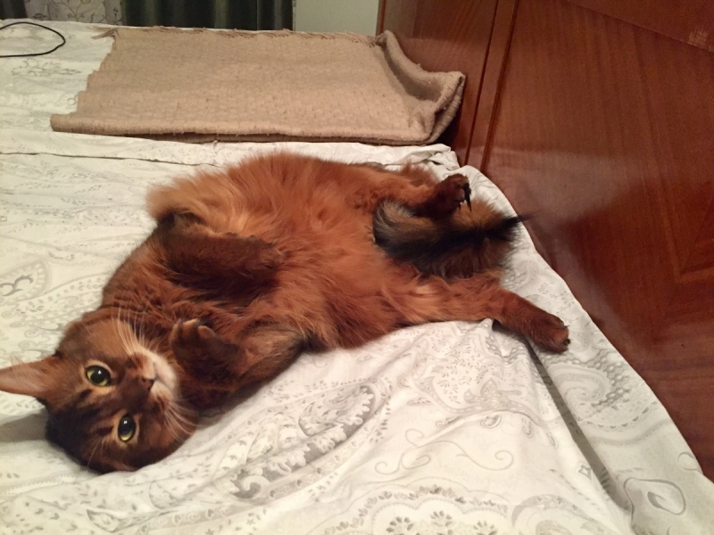 Кошки в нашей жизни. Кошки и все, что с ними связано.