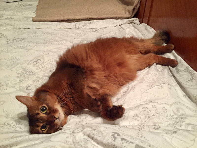 Кошки в нашей жизни. Кошки и все, что с ними связано.