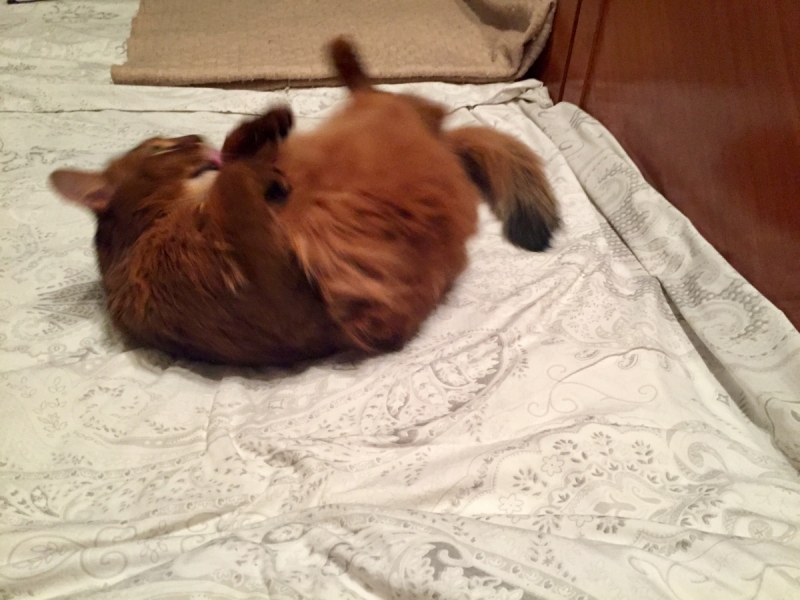 Кошки в нашей жизни. Кошки и все, что с ними связано.