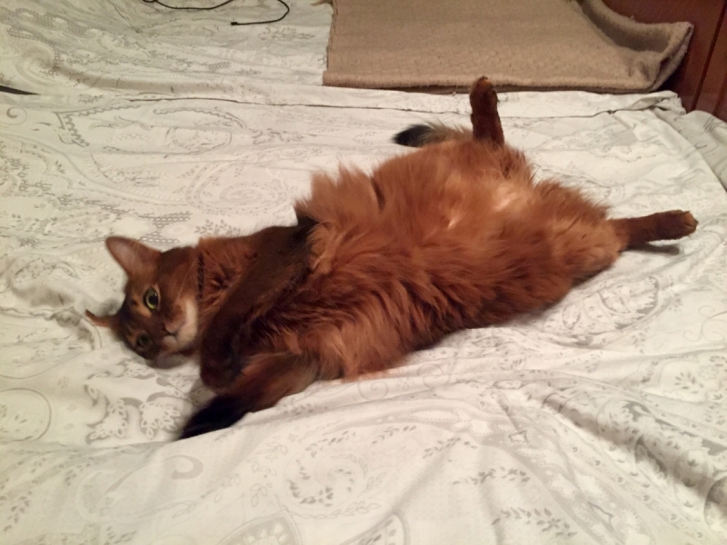 Кошки в нашей жизни. Кошки и все, что с ними связано.