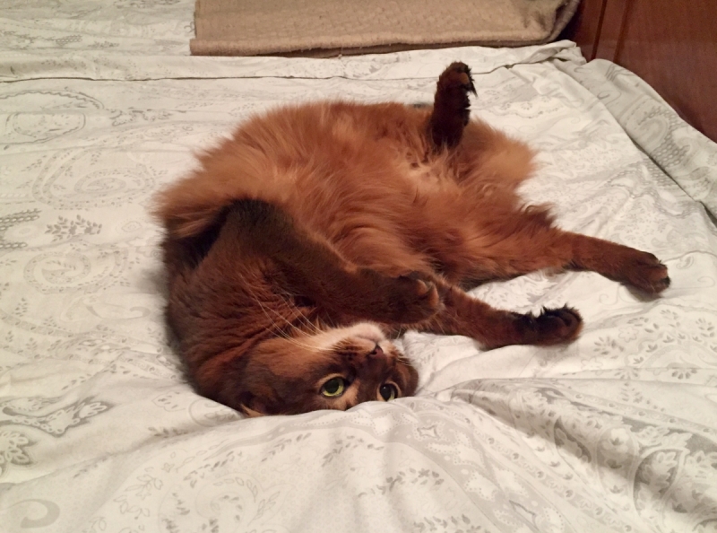 Кошки в нашей жизни. Кошки и все, что с ними связано.