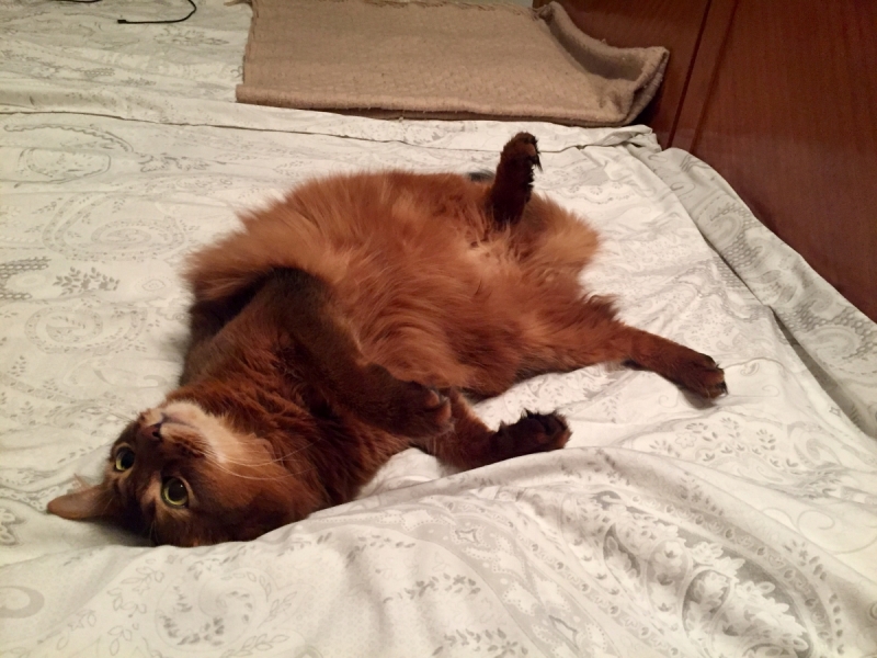 Кошки в нашей жизни. Кошки и все, что с ними связано.