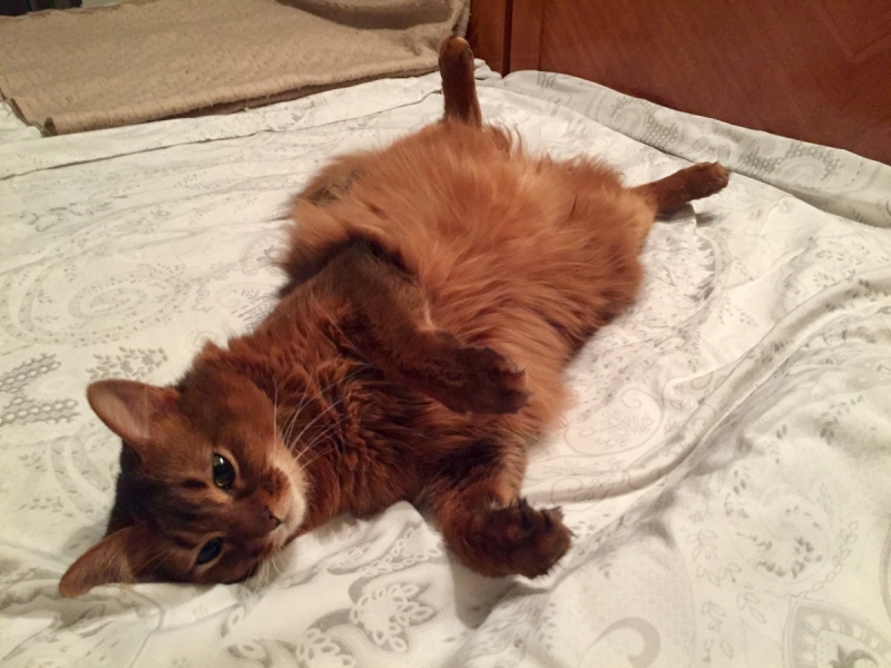 Кошки в нашей жизни. Кошки и все, что с ними связано.