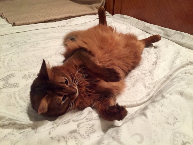 Кошки в нашей жизни. Кошки и все, что с ними связано.