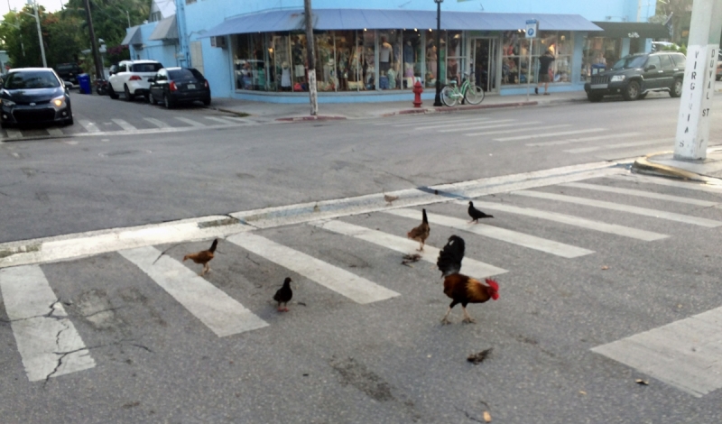 Дорога из Нью-Йорка в Нью-Йорк длиною в 4 тысячи миль