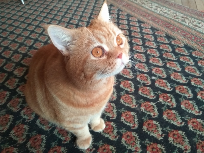 Кошки в нашей жизни. Кошки и все, что с ними связано.