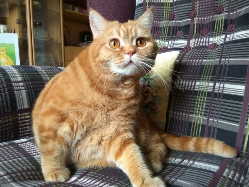 Кошки в нашей жизни. Кошки и все, что с ними связано.